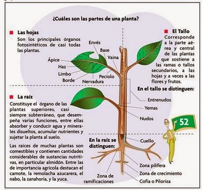 Carecen de mitocondrias aparato